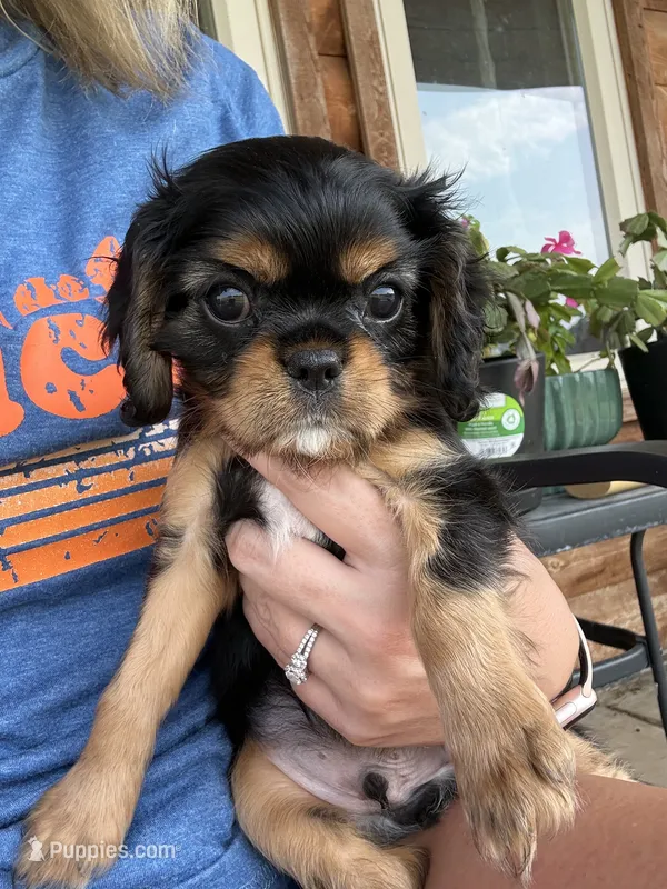 Dexter – Cavalier King Charles Spaniel puppy for sale in Wheaton, MO