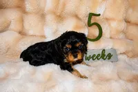 Annie, a female Cavalier King Charles Spaniel for sale in Wheaton, MO – 6 of 6