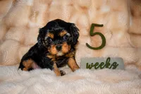 Annie, a female Cavalier King Charles Spaniel for sale in Wheaton, MO – 3 of 6