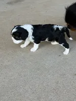 Penny, a female Cavalier King Charles Spaniel for sale in Wheaton, MO – 3 of 9
