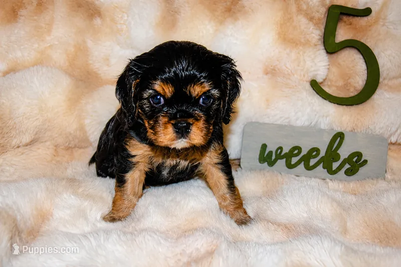 Annie – Cavalier King Charles Spaniel puppy for sale in Wheaton, MO