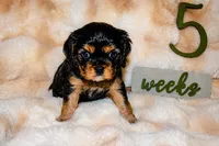 Annie, a female Cavalier King Charles Spaniel for sale in Wheaton, MO – 1 of 6