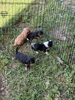 Annie, a female Cavalier King Charles Spaniel for sale in Wheaton, MO – 2 of 6