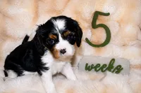 Penny, a female Cavalier King Charles Spaniel for sale in Wheaton, MO – 7 of 9