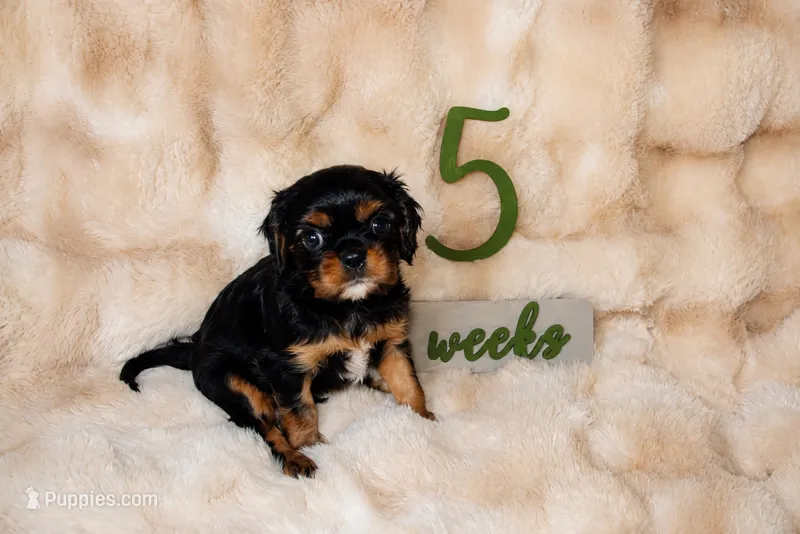 Dexter – Cavalier King Charles Spaniel puppy for sale in Wheaton, MO