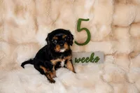 Dexter, a male Cavalier King Charles Spaniel for sale in Wheaton, MO – 1 of 6