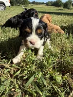 Penny, a female Cavalier King Charles Spaniel for sale in Wheaton, MO – 5 of 9