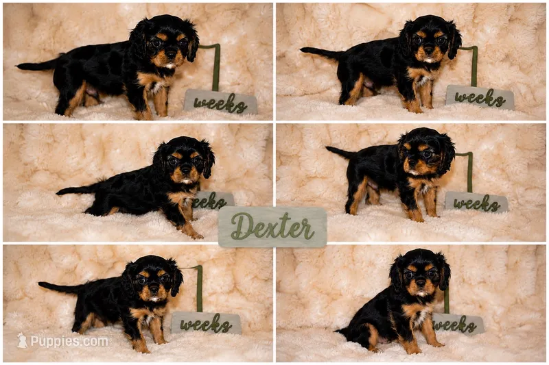 Dexter – Cavalier King Charles Spaniel puppy for sale in Wheaton, MO