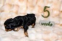 Dexter, a male Cavalier King Charles Spaniel for sale in Wheaton, MO – 5 of 6