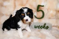 Penny, a female Cavalier King Charles Spaniel for sale in Wheaton, MO – 8 of 9