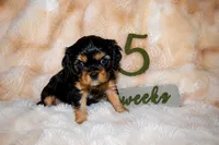 Annie, a female Cavalier King Charles Spaniel for sale in Wheaton, MO – 4 of 6
