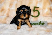 Annie, a female Cavalier King Charles Spaniel for sale in Wheaton, MO – 5 of 6