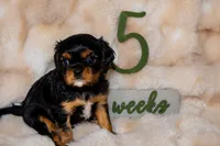Dexter, a male Cavalier King Charles Spaniel for sale in Wheaton, MO – 2 of 6