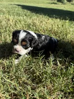 Penny, a female Cavalier King Charles Spaniel for sale in Wheaton, MO – 6 of 9