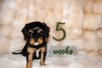 Dexter, a male Cavalier King Charles Spaniel for sale in Wheaton, MO – 3 of 6