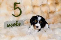 Penny, a female Cavalier King Charles Spaniel for sale in Wheaton, MO – 2 of 9
