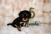 Dexter, a male Cavalier King Charles Spaniel for sale in Wheaton, MO – 4 of 6