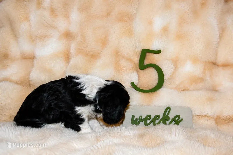 Penny – Cavalier King Charles Spaniel puppy for sale in Wheaton, MO