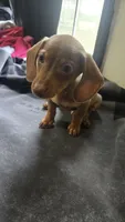 Cannon , a male Miniature Dachshund for sale in Lyons, GA – 2 of 4