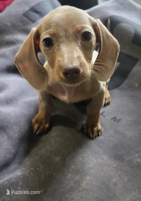 Honey – Miniature Dachshund puppy for sale in Lyons, GA
