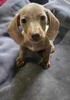Honey, a female Miniature Dachshund for sale in Lyons, GA – 1 of 4
