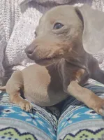 Jack, a male Miniature Dachshund for sale in Lyons, GA – Photo 2 of 4