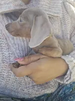 Jack, a male Miniature Dachshund for sale in Lyons, GA – Photo 1 of 4