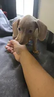 Honey, a female Miniature Dachshund for sale in Lyons, GA – 3 of 4