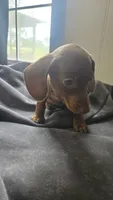 Willow, a female Miniature Dachshund for sale in Lyons, GA – 4 of 4