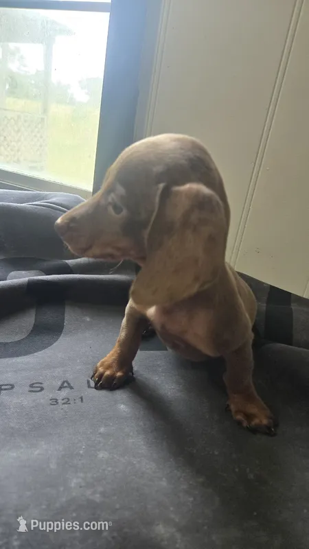Willow – Miniature Dachshund puppy for sale in Lyons, GA