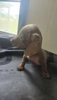 Willow, a female Miniature Dachshund for sale in Lyons, GA – 1 of 4