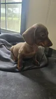 Willow, a female Miniature Dachshund for sale in Lyons, GA – 3 of 4