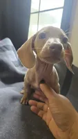 Honey, a female Miniature Dachshund for sale in Lyons, GA – 2 of 4