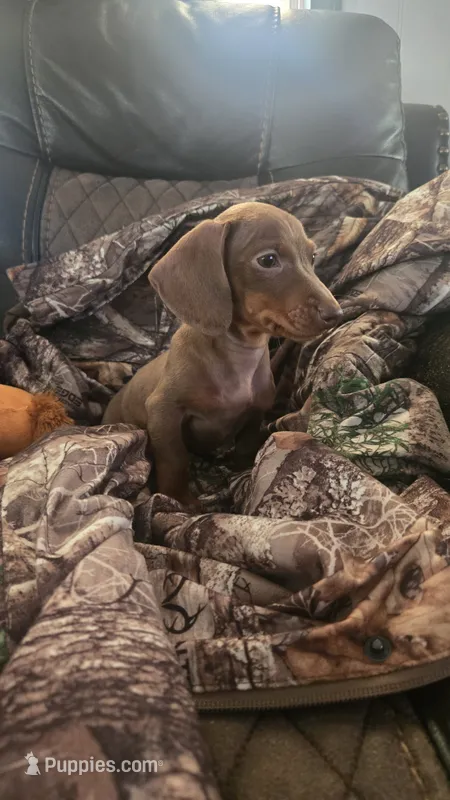 Willow – Miniature Dachshund puppy for sale in Lyons, GA