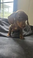 Willow, a female Miniature Dachshund for sale in Lyons, GA – 2 of 4