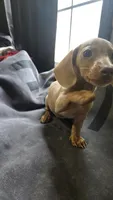Honey, a female Miniature Dachshund for sale in Lyons, GA – 4 of 4