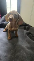 Cannon , a male Miniature Dachshund for sale in Lyons, GA – 3 of 4
