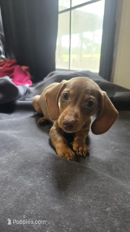 Cannon  – Miniature Dachshund puppy for sale in Lyons, GA
