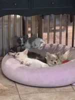 Joey, a male Chihuahua and Pomchi for sale in De Leon Springs, FL – 4 of 8