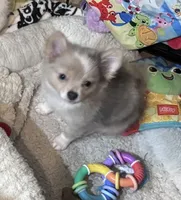 Angel, a female Chihuahua and Pomchi for sale in De Leon Springs, FL – 6 of 9