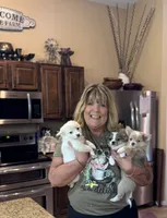 Joey, a male Chihuahua and Pomchi for sale in De Leon Springs, FL – 2 of 8