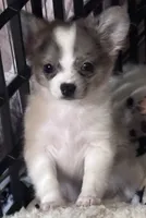 Joey, a male Chihuahua and Pomchi for sale in De Leon Springs, FL – 3 of 8