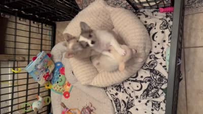 Joey, a male Chihuahua and Pomchi for sale in De Leon Springs, FL – 8 of 8