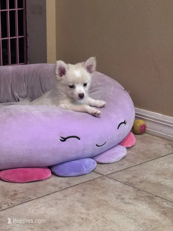 Angel – Chihuahua, Pomchi puppy for sale in De Leon Springs, FL