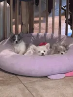 Joey, a male Chihuahua and Pomchi for sale in De Leon Springs, FL – 7 of 8