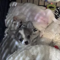 Angel, a female Chihuahua and Pomchi for sale in De Leon Springs, FL – 7 of 9
