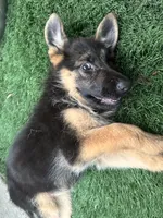 Puppy 1, a female German Shepherd Dog for sale in Inglewood, CA – 5 of 10