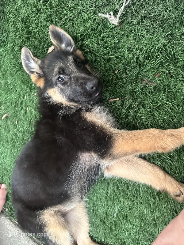 Puppy 1 – German Shepherd Dog puppy for sale in Inglewood, CA