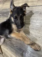 Puppy 1, a female German Shepherd Dog for sale in Inglewood, CA – 4 of 10
