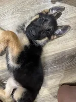 Puppy 1, a female German Shepherd Dog for sale in Inglewood, CA – 3 of 10